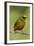 Olive-Backed Euphonia-Mary Ann McDonald-Framed Photographic Print