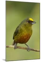 Olive-Backed Euphonia-Mary Ann McDonald-Mounted Photographic Print