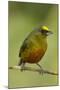 Olive-Backed Euphonia-Mary Ann McDonald-Mounted Photographic Print