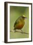 Olive-Backed Euphonia-Mary Ann McDonald-Framed Photographic Print