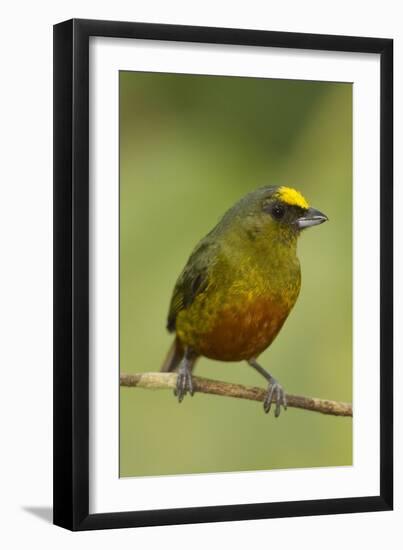 Olive-Backed Euphonia-Mary Ann McDonald-Framed Photographic Print