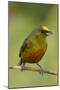 Olive-Backed Euphonia-Mary Ann McDonald-Mounted Photographic Print