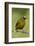 Olive-Backed Euphonia-Mary Ann McDonald-Framed Photographic Print