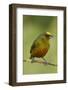 Olive-Backed Euphonia-Mary Ann McDonald-Framed Photographic Print