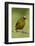 Olive-Backed Euphonia-Mary Ann McDonald-Framed Photographic Print