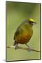 Olive-Backed Euphonia-Mary Ann McDonald-Mounted Photographic Print