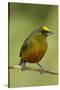 Olive-Backed Euphonia-Mary Ann McDonald-Stretched Canvas