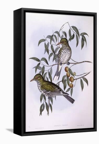 Olive-Backed Oriole (Oriolus Sagittatus), by John Gould-null-Framed Stretched Canvas