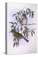Olive-Backed Oriole (Oriolus Sagittatus), by John Gould-null-Stretched Canvas