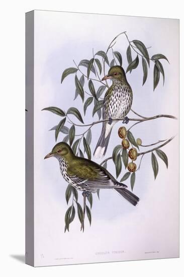 Olive-Backed Oriole (Oriolus Sagittatus), by John Gould-null-Stretched Canvas