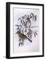 Olive-Backed Oriole (Oriolus Sagittatus), by John Gould-null-Framed Giclee Print