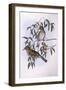 Olive-Backed Oriole (Oriolus Sagittatus), by John Gould-null-Framed Premium Giclee Print