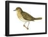 Olive-Backed Thrush (Catharus Ustulatus), Birds-Encyclopaedia Britannica-Framed Poster