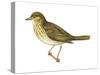 Olive-Backed Thrush (Catharus Ustulatus), Birds-Encyclopaedia Britannica-Stretched Canvas