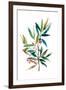 Olive Branch II-Asia Jensen-Framed Art Print