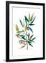 Olive Branch II-Asia Jensen-Framed Art Print