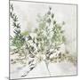 Olive Branch-Asia Jensen-Mounted Art Print