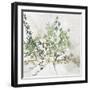 Olive Branch-Asia Jensen-Framed Art Print