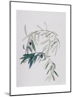 Olive Branches, 1998-Rebecca John-Mounted Giclee Print