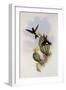 Olive-Colored Puffleg, Eriocnemis Simplex-John Gould-Framed Giclee Print