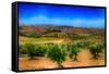 Olive Filed-Viviane Fedieu Daniel-Framed Stretched Canvas