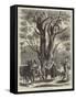 Olive Gathering at Mentone in April-null-Framed Stretched Canvas