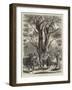 Olive Gathering at Mentone in April-null-Framed Giclee Print