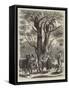 Olive Gathering at Mentone in April-null-Framed Stretched Canvas