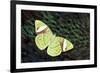 Olive Green Butterfly on Feathers of Ring-Necked Pheasant Design-Darrell Gulin-Framed Photographic Print