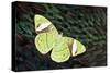 Olive Green Butterfly on Feathers of Ring-Necked Pheasant Design-Darrell Gulin-Stretched Canvas