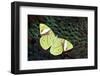 Olive Green Butterfly on Feathers of Ring-Necked Pheasant Design-Darrell Gulin-Framed Photographic Print