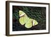 Olive Green Butterfly on Feathers of Ring-Necked Pheasant Design-Darrell Gulin-Framed Photographic Print