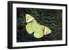 Olive Green Butterfly on Feathers of Ring-Necked Pheasant Design-Darrell Gulin-Framed Photographic Print