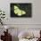 Olive Green Butterfly on Feathers of Ring-Necked Pheasant Design-Darrell Gulin-Photographic Print displayed on a wall