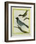 Olive-Green Tanager and Black-Chinned Antbird-Georges-Louis Buffon-Framed Giclee Print