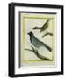 Olive-Green Tanager and Black-Chinned Antbird-Georges-Louis Buffon-Framed Giclee Print