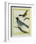 Olive-Green Tanager and Black-Chinned Antbird-Georges-Louis Buffon-Framed Giclee Print