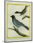 Olive-Green Tanager and Black-Chinned Antbird-Georges-Louis Buffon-Mounted Giclee Print