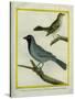 Olive-Green Tanager and Black-Chinned Antbird-Georges-Louis Buffon-Stretched Canvas