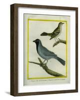 Olive-Green Tanager and Black-Chinned Antbird-Georges-Louis Buffon-Framed Giclee Print