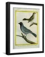 Olive-Green Tanager and Black-Chinned Antbird-Georges-Louis Buffon-Framed Giclee Print