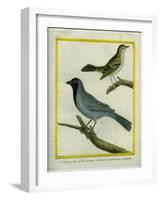 Olive-Green Tanager and Black-Chinned Antbird-Georges-Louis Buffon-Framed Giclee Print