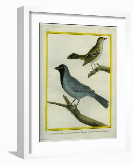 Olive-Green Tanager and Black-Chinned Antbird-Georges-Louis Buffon-Framed Giclee Print