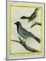 Olive-Green Tanager and Black-Chinned Antbird-Georges-Louis Buffon-Mounted Giclee Print