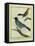 Olive-Green Tanager and Black-Chinned Antbird-Georges-Louis Buffon-Framed Stretched Canvas