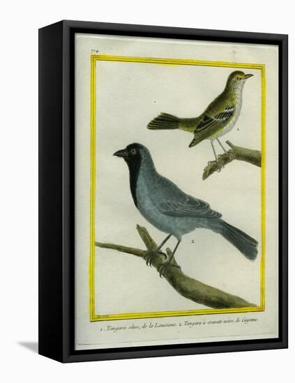 Olive-Green Tanager and Black-Chinned Antbird-Georges-Louis Buffon-Framed Stretched Canvas