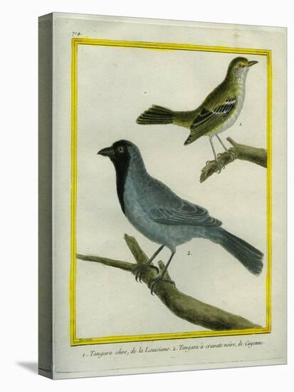 Olive-Green Tanager and Black-Chinned Antbird-Georges-Louis Buffon-Stretched Canvas