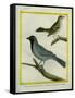 Olive-Green Tanager and Black-Chinned Antbird-Georges-Louis Buffon-Framed Stretched Canvas