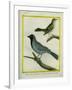 Olive-Green Tanager and Black-Chinned Antbird-Georges-Louis Buffon-Framed Giclee Print