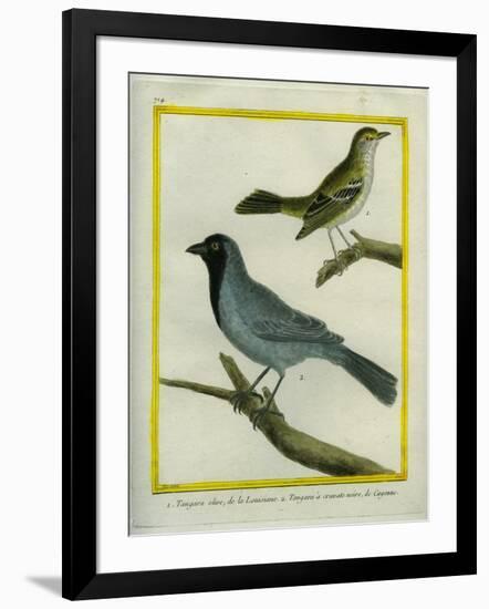 Olive-Green Tanager and Black-Chinned Antbird-Georges-Louis Buffon-Framed Giclee Print